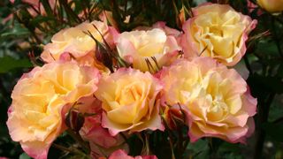 Grand prix de la rose 2020 (toutes catégories) : Rosa LANDLUST® ‘Kortuberlou’. ©SNHF